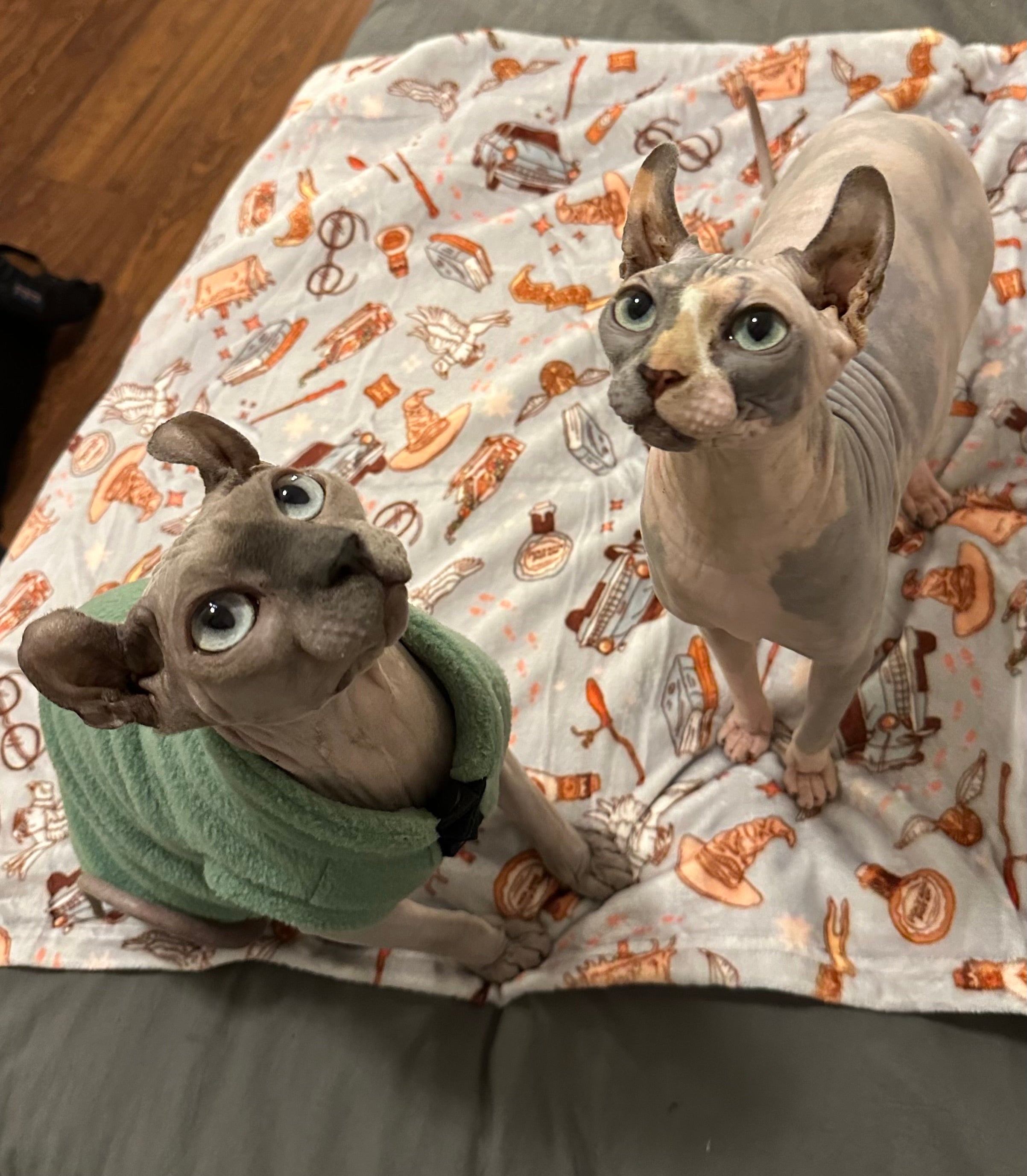 Doudou des Moldus🧙🏼