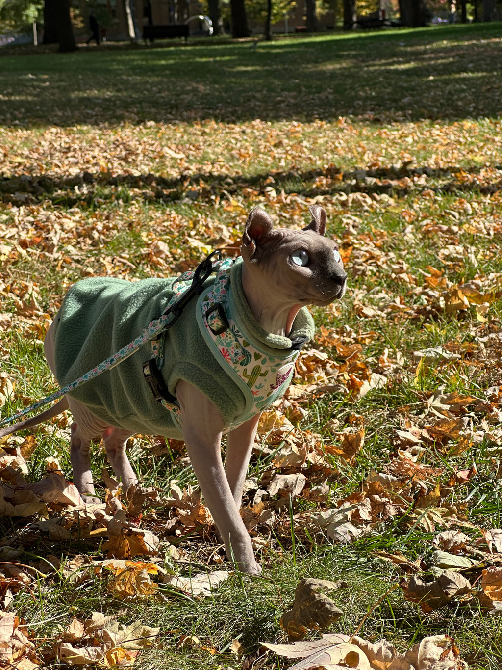 Harnais chat-Cactus Bloom🌵🌸