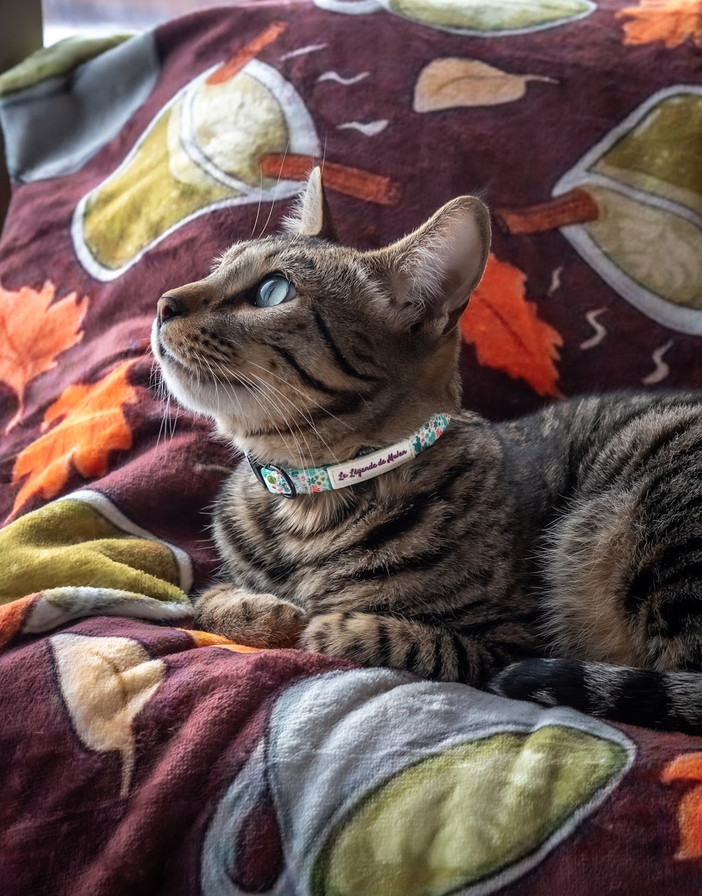 Collier chat sécuritaire-Cactus Bloom🌵🌸