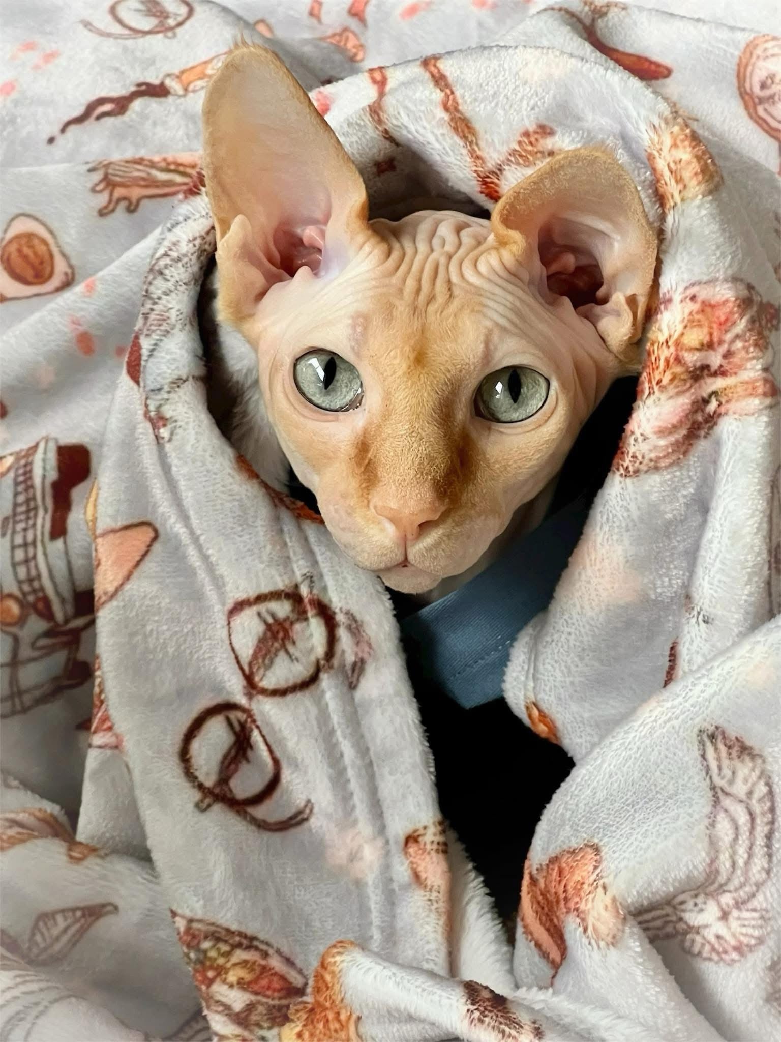 Doudou des Moldus🧙🏼