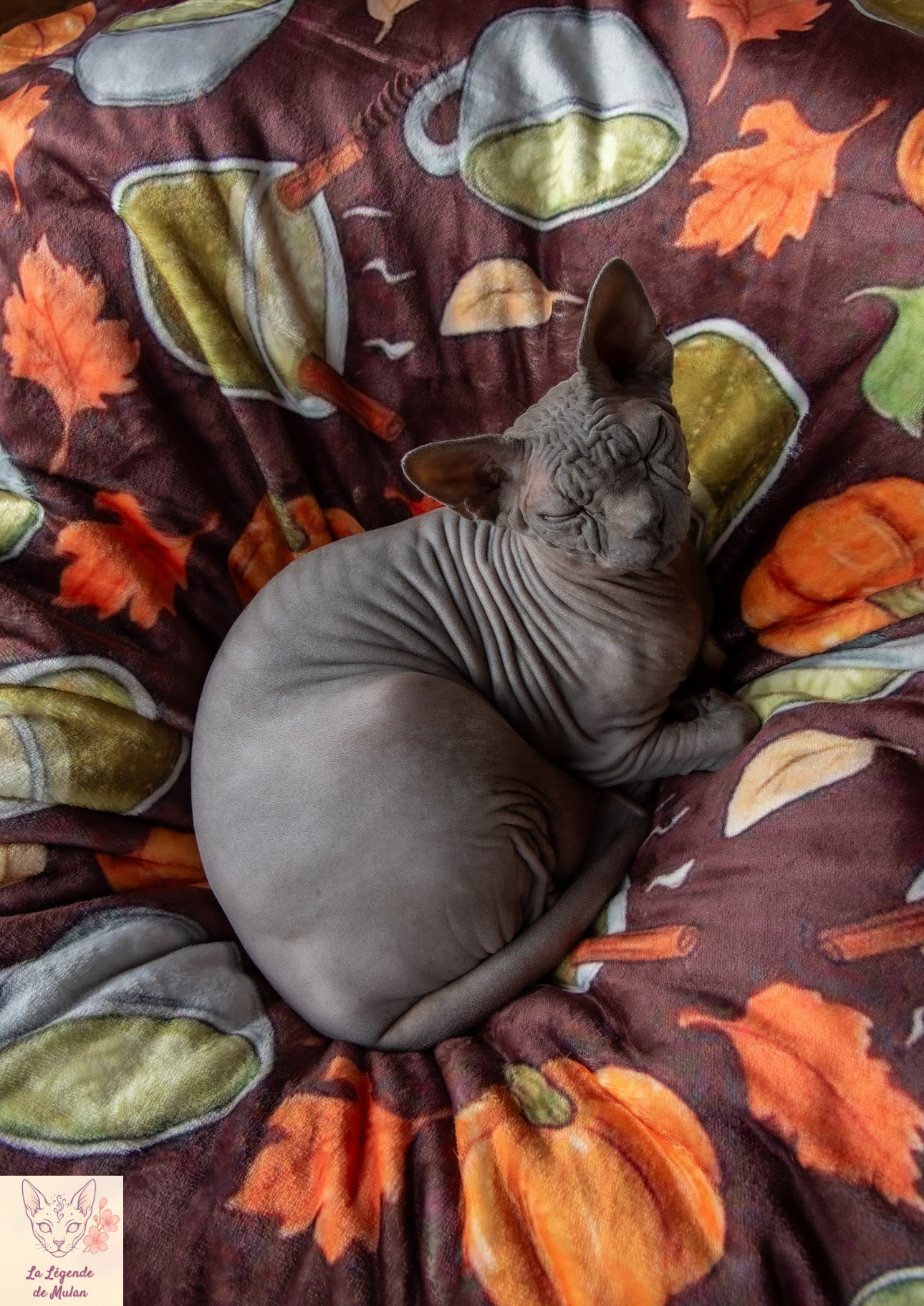 Doudou-Pumpcha🎃🍵