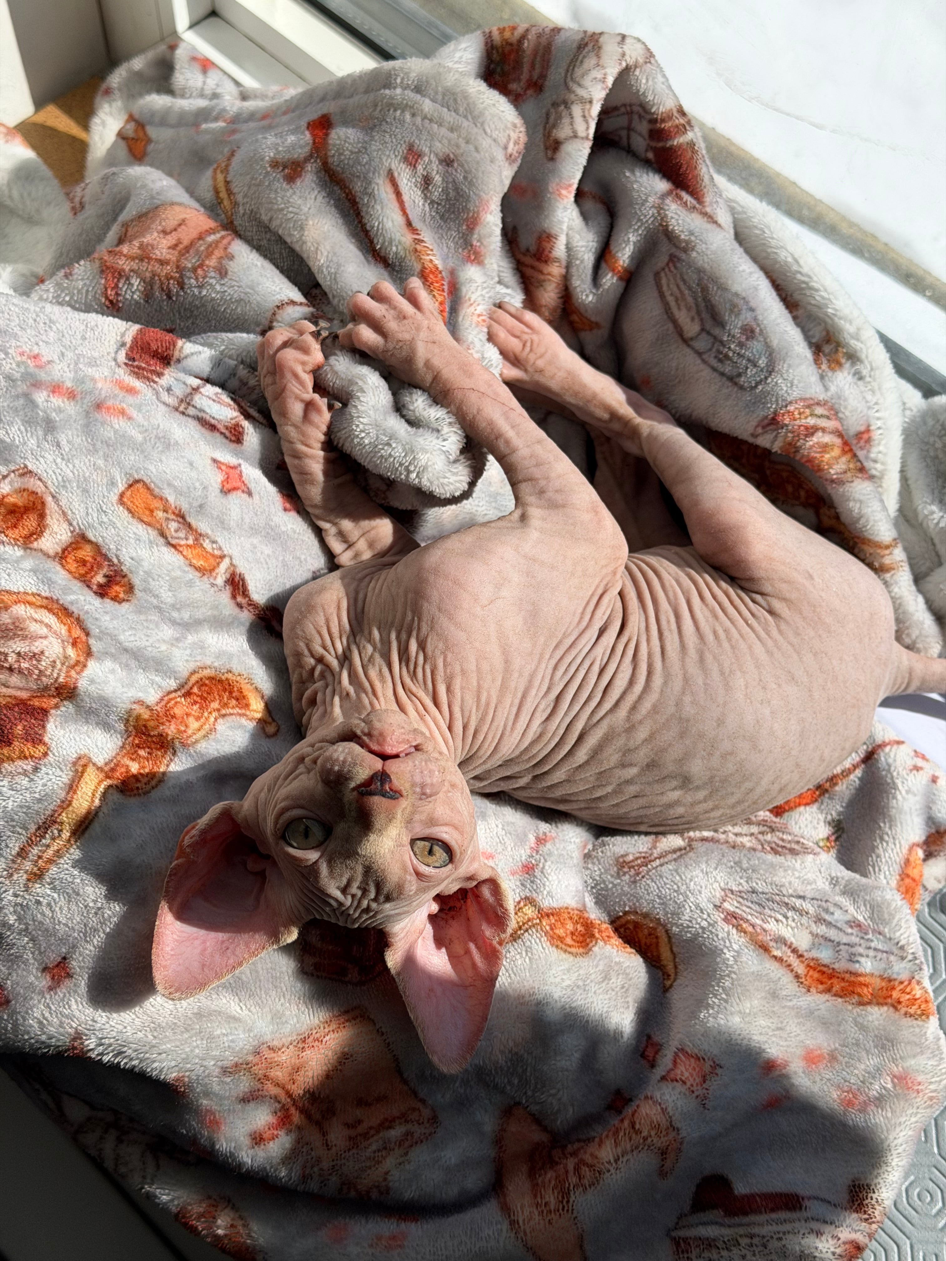 Doudou des Moldus🧙🏼